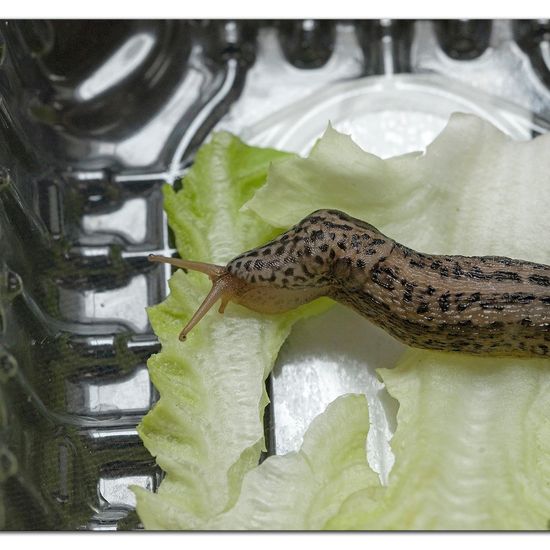 Limax maximus: Animal in habitat Garden in the NatureSpots App