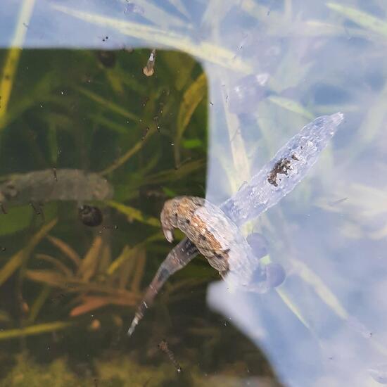 Stratiomys longicornis: Tier im Habitat Süßwasser in der NatureSpots App