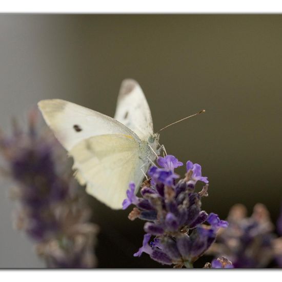 Kleiner Kohlweißling: Tier im Habitat Garten in der NatureSpots App