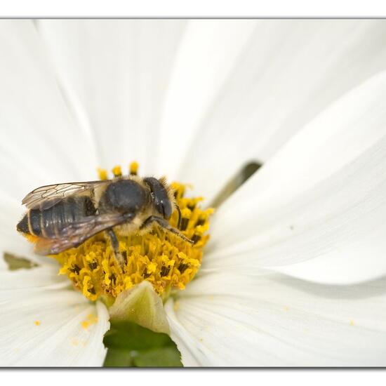 Megachile centuncularis: Tier im Habitat Garten in der NatureSpots App