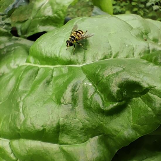 Totenkopfschwebfliege: Tier in der Natur in der NatureSpots App