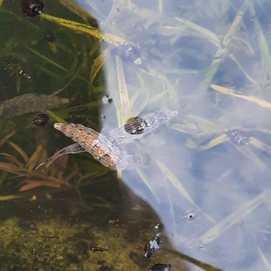 Stratiomys longicornis: Tier im Habitat Süßwasser in der NatureSpots App