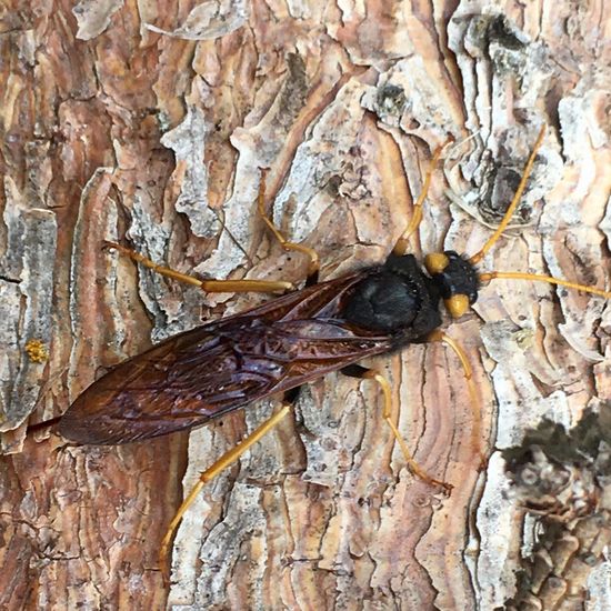 Riesenholzwespe: Tier im Habitat Borealer Nadelwald in der NatureSpots App