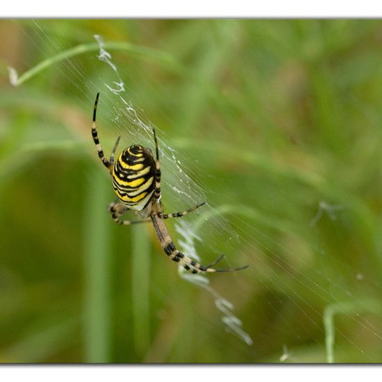 Wespenspinne: Tier im Habitat Ackerrandstreifen in der NatureSpots App