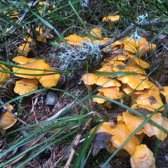 Echter Pfifferling: Pilz im Habitat Borealer Nadelwald in der NatureSpots App