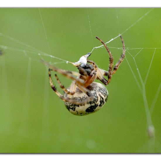 Larinioides cornutus: Animal in habitat Buffer strip in the NatureSpots App