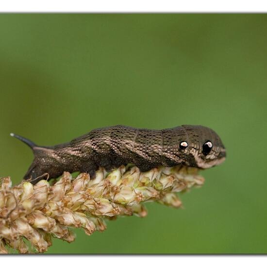 Mittlerer Weinschwärmer: Tier im Habitat Ackerrandstreifen in der NatureSpots App