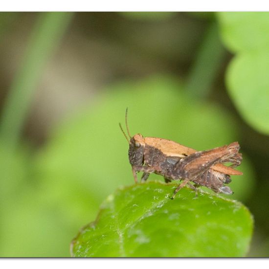 Gemeine Dornschrecke: Tier im Habitat Hinterhof in der NatureSpots App