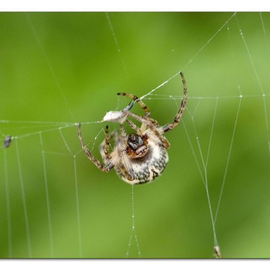 Larinioides cornutus: Animal in habitat Buffer strip in the NatureSpots App