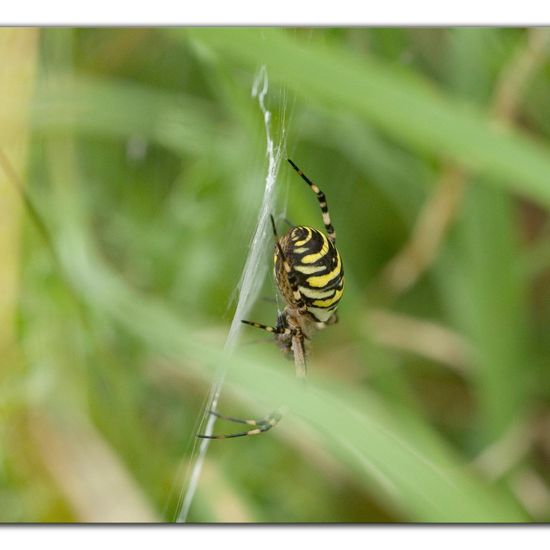 Wespenspinne: Tier im Habitat Ackerrandstreifen in der NatureSpots App