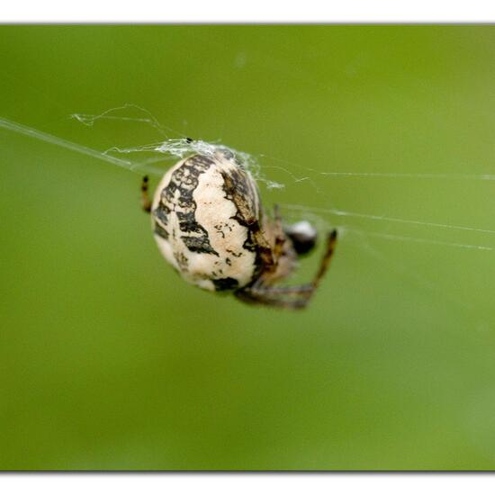 Schilfradspinne: Tier im Habitat Ackerrandstreifen in der NatureSpots App