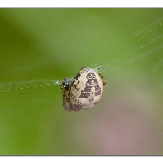 Schilfradspinne: Tier im Habitat Ackerrandstreifen in der NatureSpots App