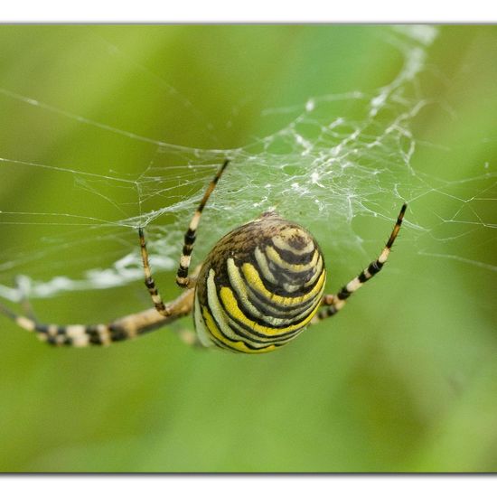 Wespenspinne: Tier im Habitat Ackerrandstreifen in der NatureSpots App