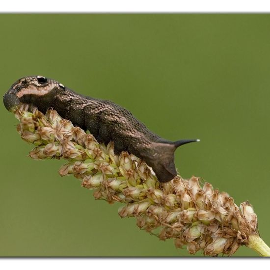 Mittlerer Weinschwärmer: Tier im Habitat Ackerrandstreifen in der NatureSpots App