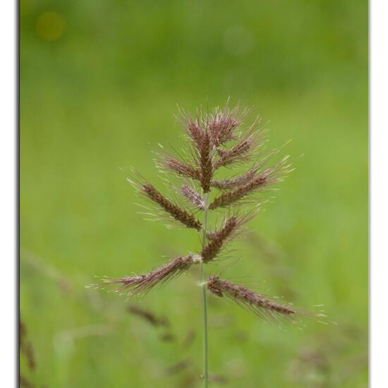 Unknown species: Plant in habitat Buffer strip in the NatureSpots App