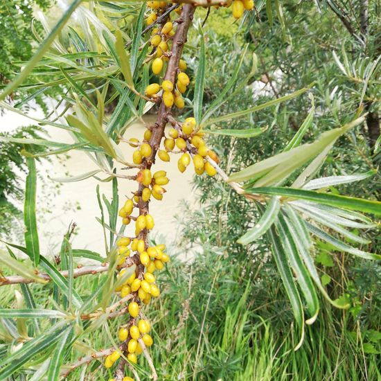 Hippophae rhamnoides: Plant in habitat River in the NatureSpots App