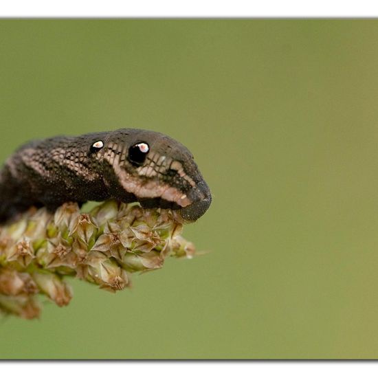 Mittlerer Weinschwärmer: Tier im Habitat Ackerrandstreifen in der NatureSpots App