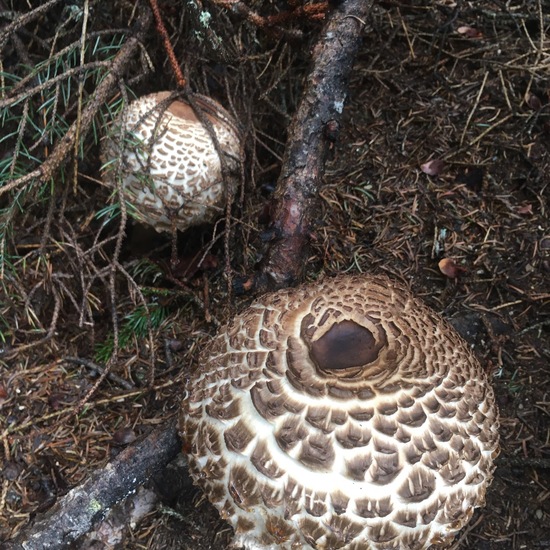 Macrolepiota procera: Mushroom in habitat Boreal forest in the NatureSpots App