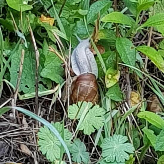 Weinbergschnecke: Tier im Habitat Grasland und Büsche in der NatureSpots App