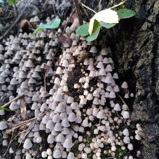 Coprinellus disseminatus: Mushroom in habitat Temperate forest in the NatureSpots App