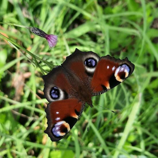 Aglais io: Animal in nature in the NatureSpots App
