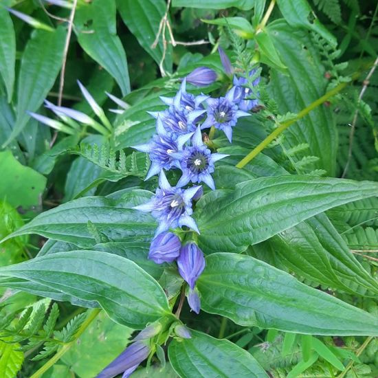 Schwalbenwurz-Enzian: Pflanze in der Natur in der NatureSpots App