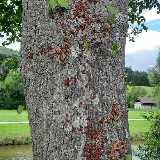 Feuerwanzen: Tier in der Natur in der NatureSpots App