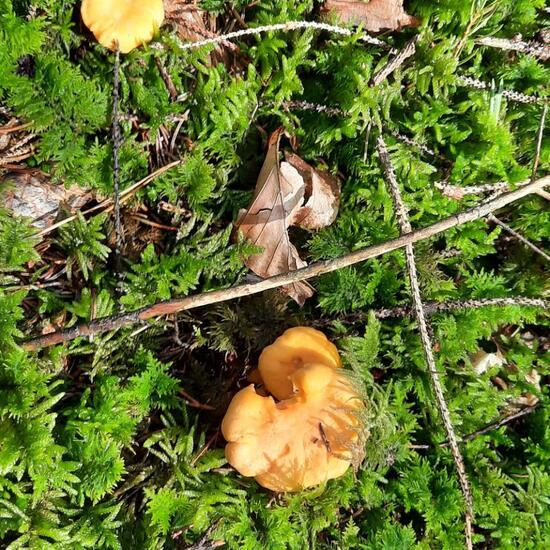 Cantharellus cibarius: Mushroom in nature in the NatureSpots App