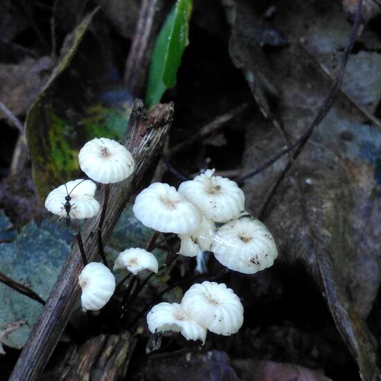 Marasmius rotula: Mushroom in habitat Temperate forest in the NatureSpots App