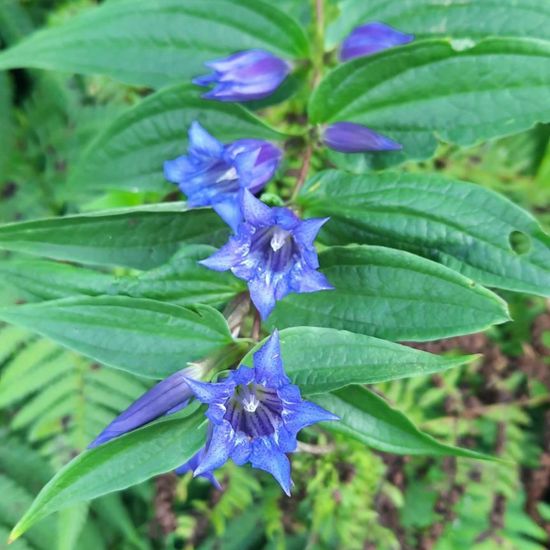 Willow gentian: Plant in nature in the NatureSpots App