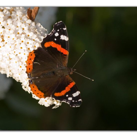 Admiral: Tier im Habitat Grasland und Büsche in der NatureSpots App