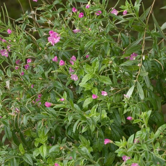 Epilobium hirsutum: Plant in habitat Buffer strip in the NatureSpots App