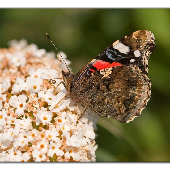 Admiral: Tier im Habitat Grasland und Büsche in der NatureSpots App