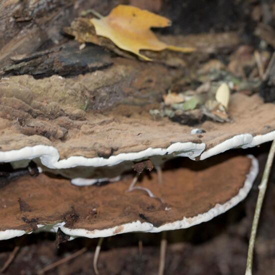 Ganoderma lipsiense: Mushroom in habitat Park in the NatureSpots App