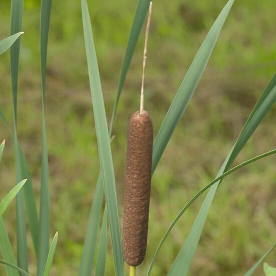 Typha latifolia: Plant in habitat Buffer strip in the NatureSpots App