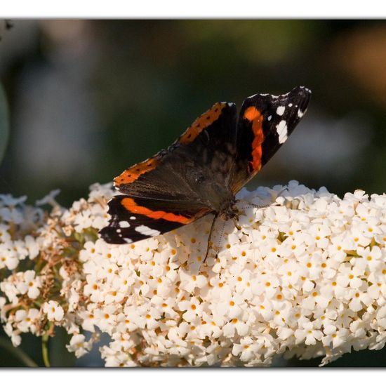 Admiral: Tier im Habitat Grasland und Büsche in der NatureSpots App