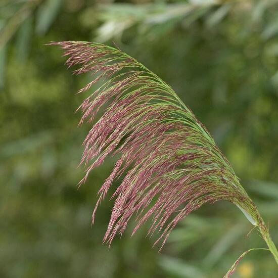 Phragmites australis: Plant in habitat Buffer strip in the NatureSpots App