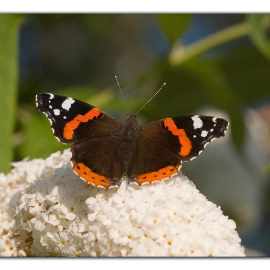 Admiral: Tier im Habitat Grasland und Büsche in der NatureSpots App