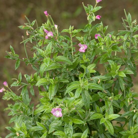 Epilobium hirsutum: Plant in habitat Buffer strip in the NatureSpots App