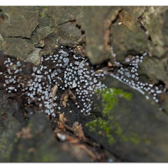 Unknown species: Mushroom in habitat Park in the NatureSpots App