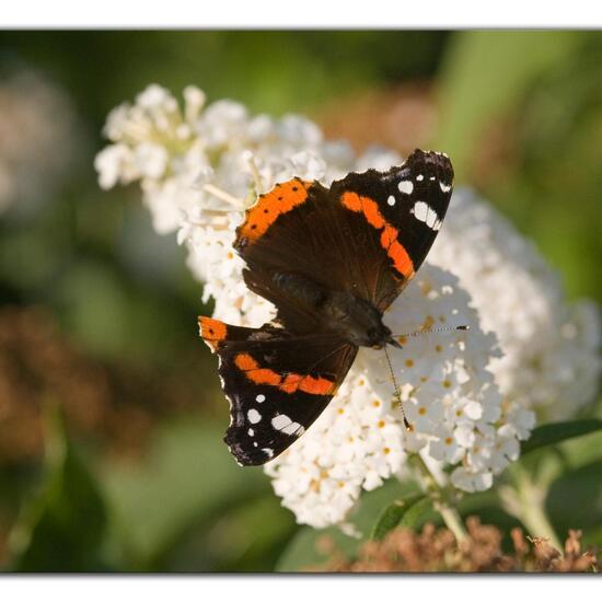 Admiral: Tier im Habitat Grasland und Büsche in der NatureSpots App