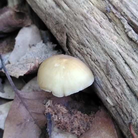 Pluteus plautus: Mushroom in habitat Temperate forest in the NatureSpots App