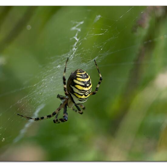 Argiope bruennichi: Animal in habitat Semi-natural grassland in the NatureSpots App