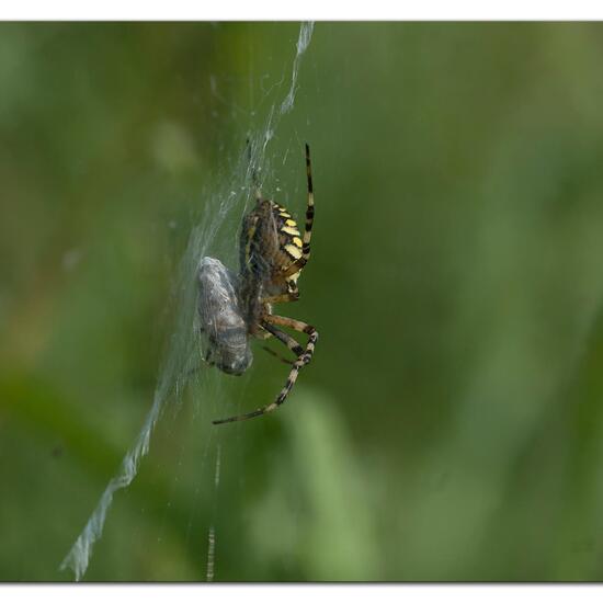 Argiope bruennichi: Animal in habitat Semi-natural grassland in the NatureSpots App