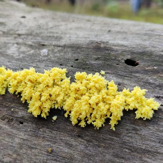 Eine unbekannte Art: Pilz im Habitat Wald der gemäßigten Breiten in der NatureSpots App