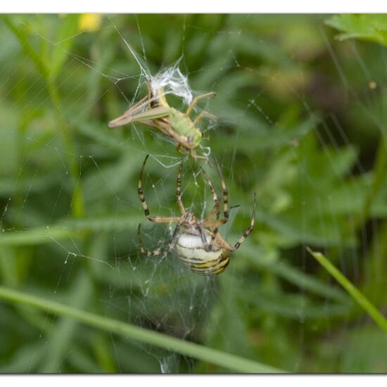 Wespenspinne: Tier im Habitat Halb-natürliches Grasland in der NatureSpots App