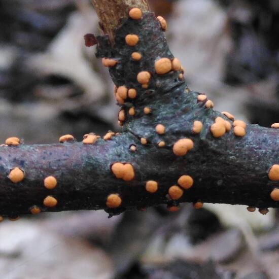 Zinnoberroter Pustelpilz: Pilz im Habitat Wald der gemäßigten Breiten in der NatureSpots App