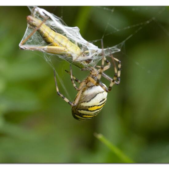 Argiope bruennichi: Animal in habitat Semi-natural grassland in the NatureSpots App