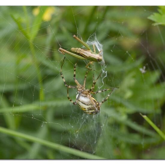 Wespenspinne: Tier im Habitat Halb-natürliches Grasland in der NatureSpots App