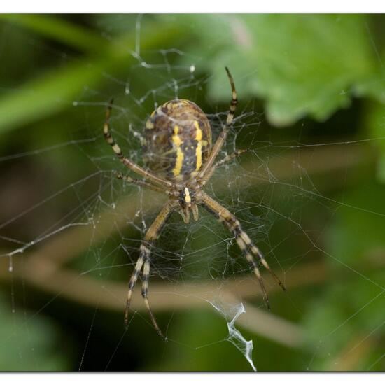 Wespenspinne: Tier im Habitat Halb-natürliches Grasland in der NatureSpots App